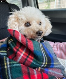 キリッとしたチャコ✨ | ペットウェア