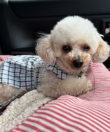 チャコも青いワンピだよ💙🩵 | ペットウェア