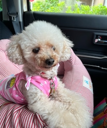 チャコは良い子💗 | リュックの中に常にいたよ🎒(ペットウェア)