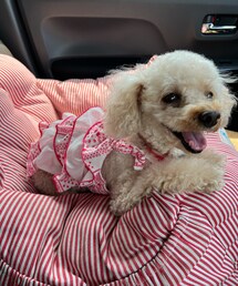 助手席のチャコ💗 | ペットウェア
