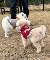 お蕎麦屋さんのドッグランにて🐩🐕 | めちゃくちゃ追いかけ回されたワンコと💗チャコは人間と思っている🤣(ペットウェア)