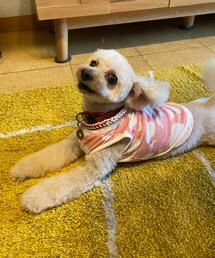 スッキリして帰ってきたよ💗 | トリマーさん手作りの首輪を貰ったよ♡(ペットウェア)