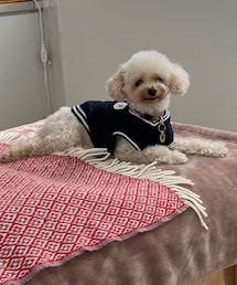 アイビールックのチャコちゃん💙 | やはりモフモフがピーク‼️毛で目がタレ目に🤣(ペットウェア)