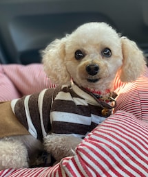 チャコは茶色のしましまだよ🤎 | ペットウェア