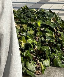 saby | スウェットパンツ