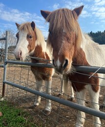 素敵な髪型🐴 | ペットウェア