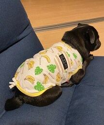 petqueen🐶💭クリックしてね | ペットウェア