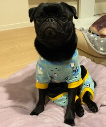 petqueen | ペットウェア