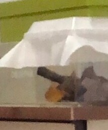 カブトムシ | その他