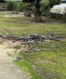 FRED PERRY | ポロシャツ