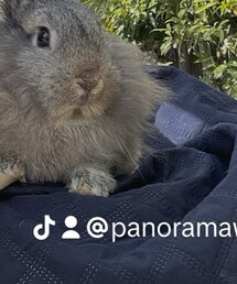 うさぎちゃん | その他