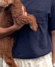 GU | Tシャツ/カットソー