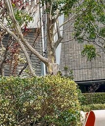 CHANEL | ショルダーバッグ