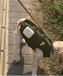 犬 | その他