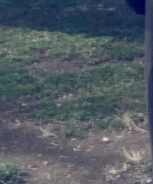 Green　Parks | チノパンツ