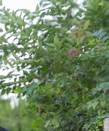 NEWERA×BLACK&BLUE | キャップ