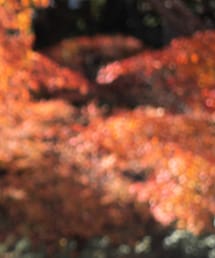 VU | テーラードジャケット