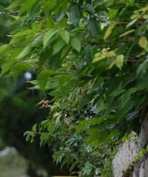 NEW ERA | キャップ