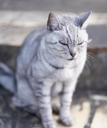 ネコ科(チャチャ) | 福袋/福箱