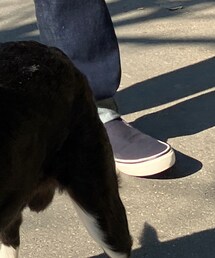 VANS | スリッポン