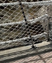 Zoff | サングラス