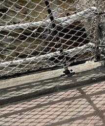 Dickies | チノパンツ