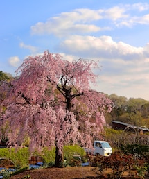 カメラ写真② | その他