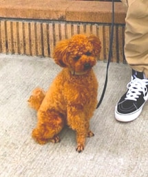 ちゃたまる | その他