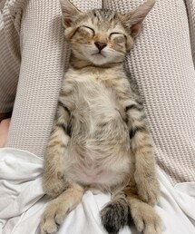 我が家の次男🐈 | ペット用おもちゃ