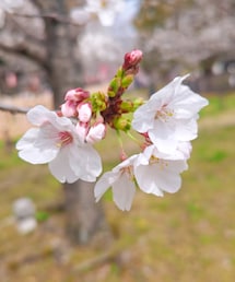 桜 | その他