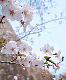 桜 | その他