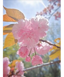 里桜'1 | その他