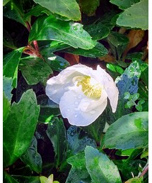 Christmas rose | その他