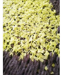 antiqua | ニット/セーター