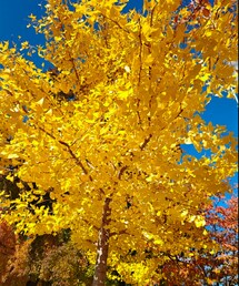 ginkgo | その他