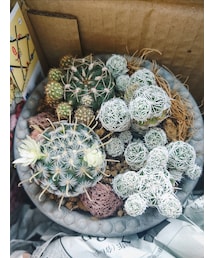 CACTUS | インテリア
