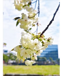 Cherry Blossom'3 | その他