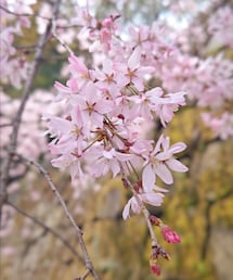 桜 | その他