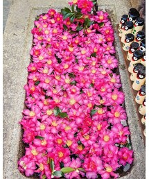 花手水 | その他