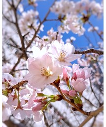 CHERRYBLOSSOM | その他