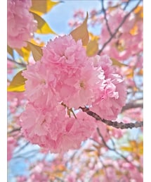 里桜'2 | その他