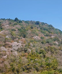 山桜 | その他