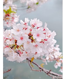 Cherry Blossom'2 | その他