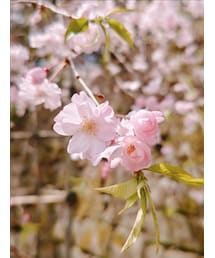 Cherry Blossom'1 | その他
