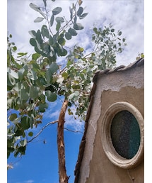 eucalyptus  | インテリア