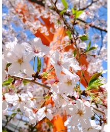 Cherry blossom | その他