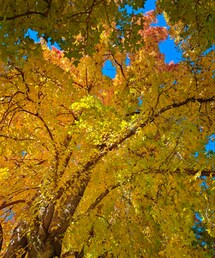 ginkgo | その他