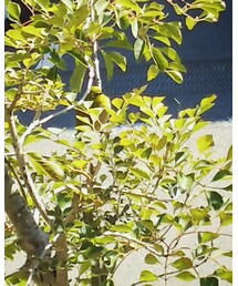 White-eye | その他