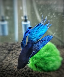 Betta | その他