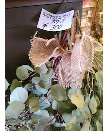 eucalyptus | インテリア